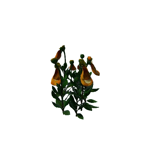Flower Calceolaria Uniflora 2.4